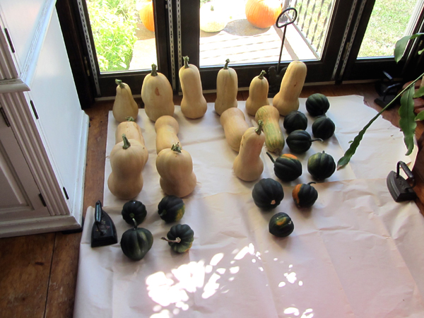 Squash curing crop Sept 2025.jpg