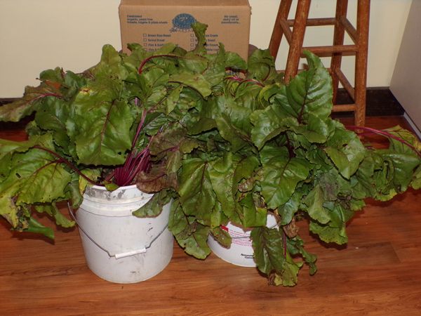 Beets half harvested crop Sept. 2021.jpg