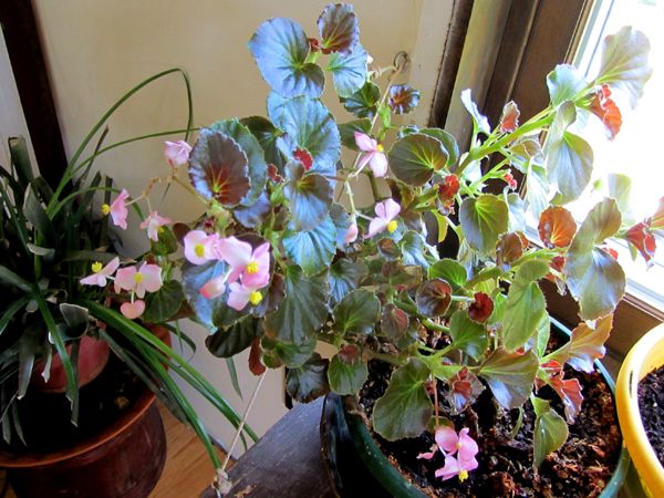 Begonia flowers crop Sept 2025.jpg