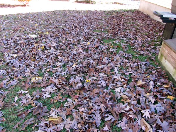 Leaves for Sunday crop Oct 2024.jpg