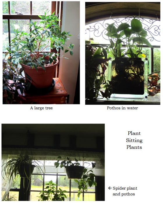 Maria's plants collage1 text crop Sept 2025.jpg