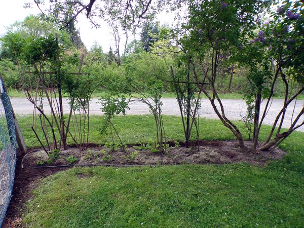Rosebed - finished1 crop May 2024.jpg