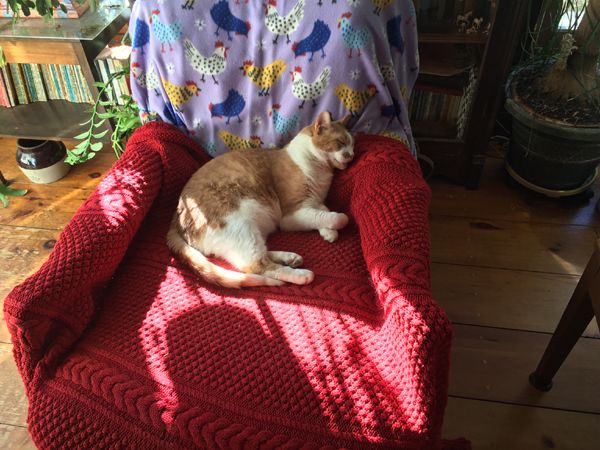 Happy cat crop Oct 2025.jpg