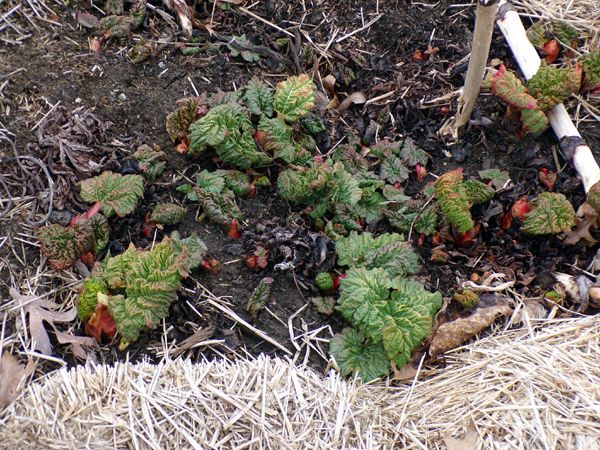 Big garden - rhubarb2 crop March 2024.jpg