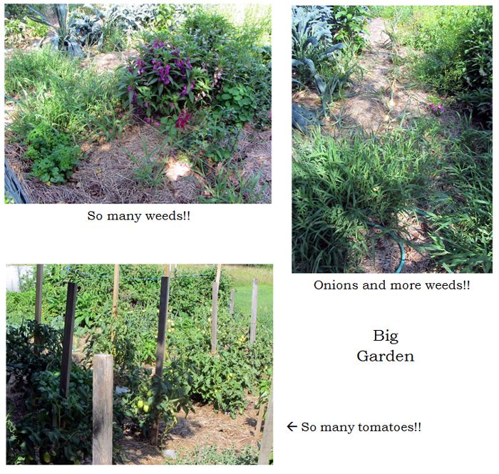 Big garden - weed collage text crop August 2025.jpg