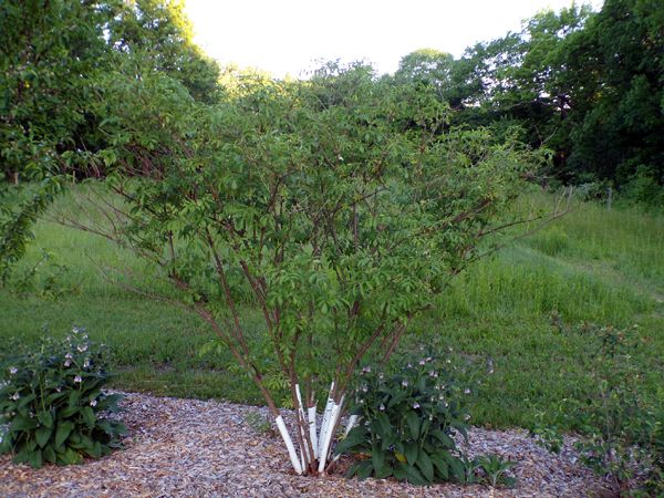 Little trees - 10. York elderberry crop May 2024.jpg