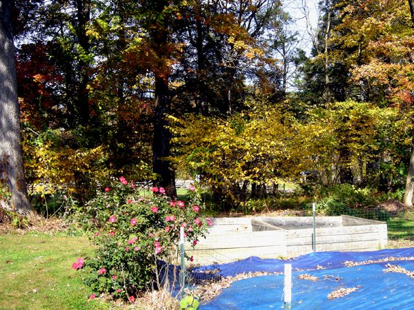 3 Witch hazels crop Oct 2025.jpg