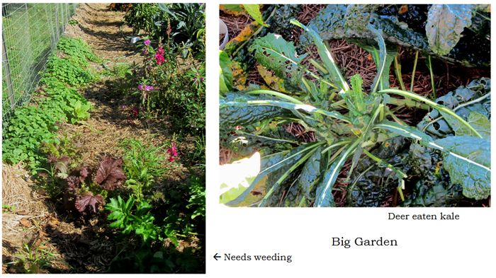 Big garden collage text crop Sept 2025.jpg