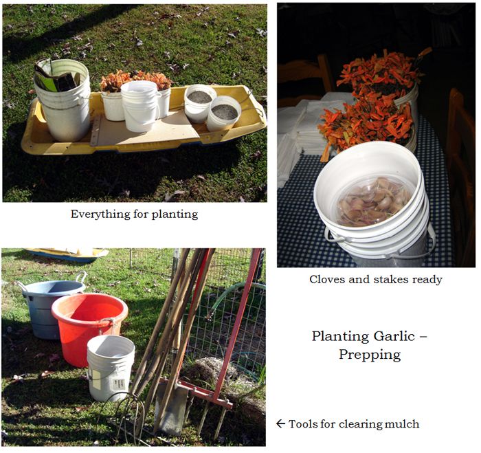Preparing to plant garlic collage text crop Oct 2025.jpg