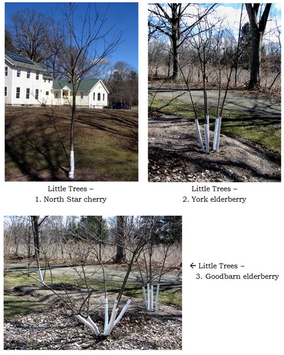 Little Trees - collage1 text crop March 2025.jpg
