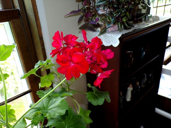 Large geranium - 1 of 3 flowers crop May 2024.jpg