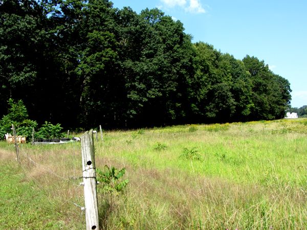 Back 40 north tree line crop August 2025.jpg