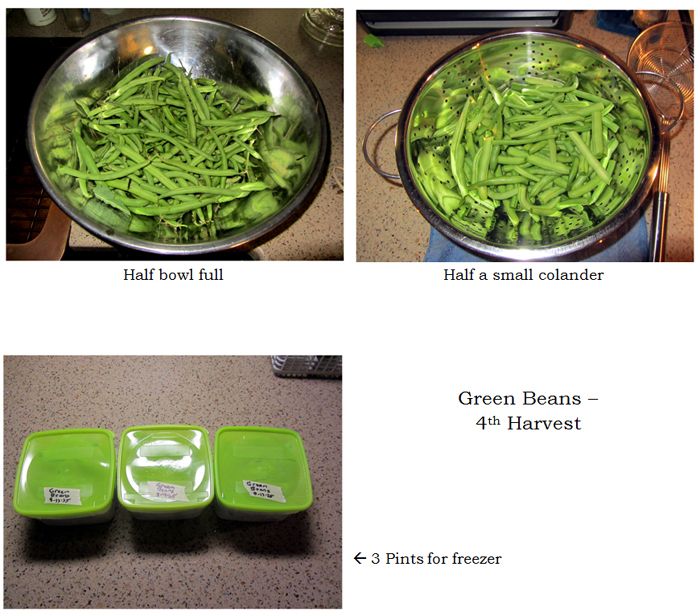 Green beans - 4th harvest collage text crop August 2025.jpg