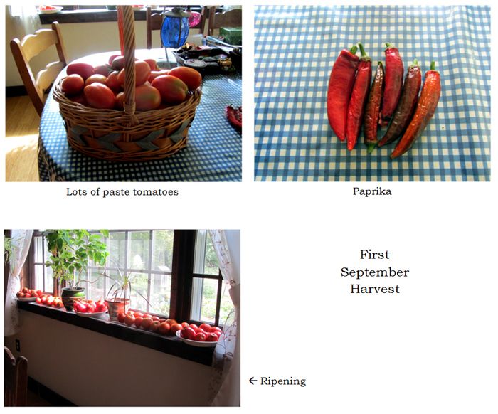 Harvest collage text crop Sept 2025.jpg