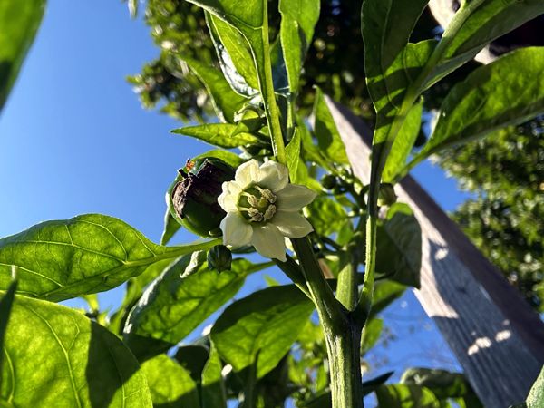 Big garden - pepper flower crop Sept 2025.jpg