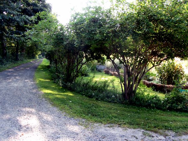 Forsythias pruned1 crop August 2025.jpg