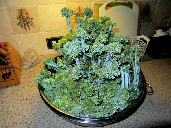 Brocolli - what was salvagable crop July 2025.jpg