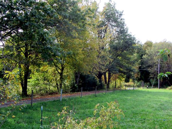 Trees and leaves on driveway crop Sept 2025.jpg