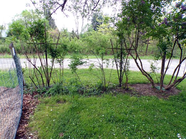 Rosebed - before1 crop May 2024.jpg