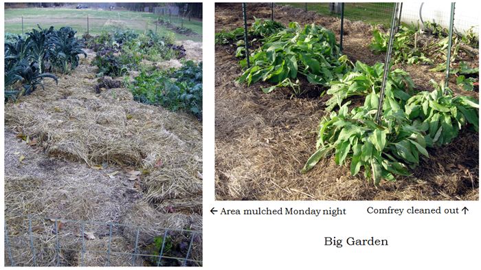 Big garden - cleaned out collage1 text crop Nov 2025.jpg