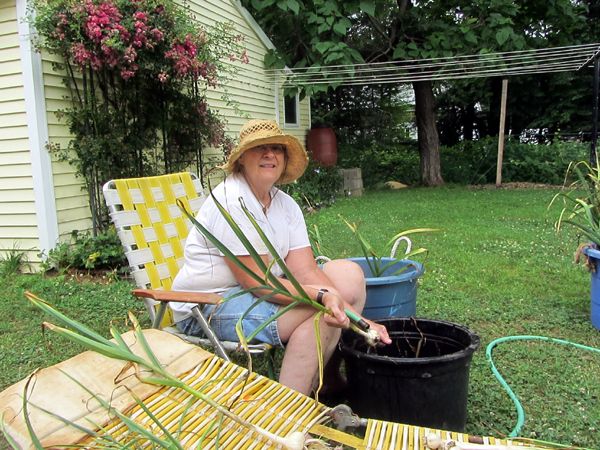 Pam cleaning garlic crop July 2025.jpg