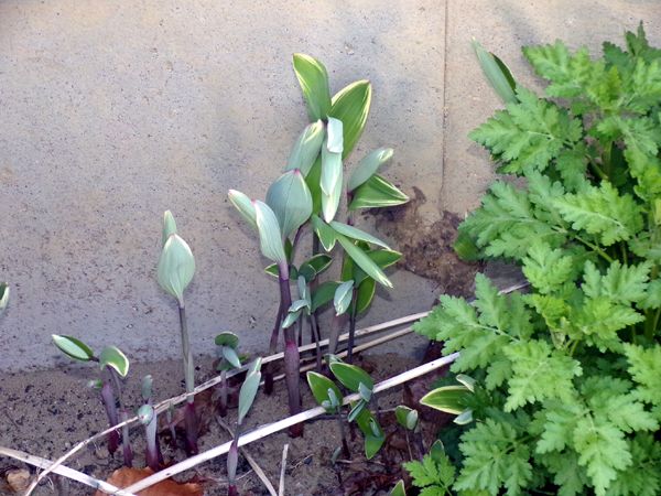 New North - Solomon's seal up crop April 2024.jpg