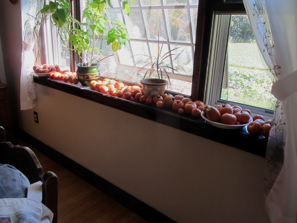 Tomato windowsill full crop Sept 2025.jpg
