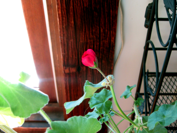 Office geranium bud crop Sept 2025.jpg