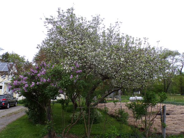 MacIntosh - full flower crop May 2024.jpg