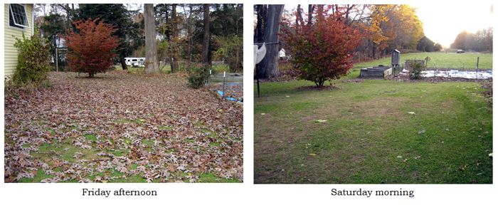 Backyard - no leaves collage text crop Nov 2025.jpg