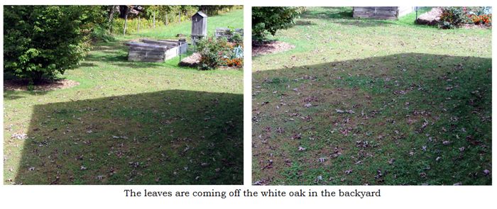 Leaves in back yard collage text crop Sept 2025.jpg