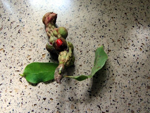 Magnolia fruit crop Sept 2025.jpg