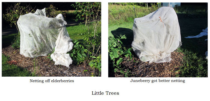 Little Trees - taking off netting collage text crop August 2025.jpg