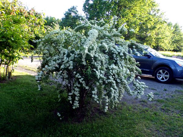 Spirea in evening crop May 2024.jpg