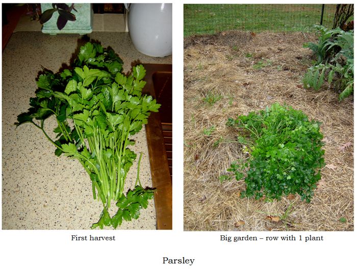 Parsley harvest collage1 text crop Oct 2025.jpg
