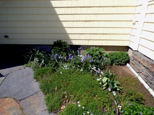 South - in bloom crop May 2024.jpg