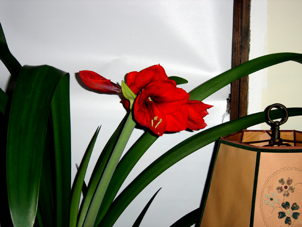 Big amaryllis opening crop Oct 2025.jpg