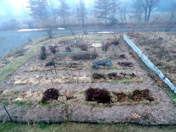 New Herb - foggy morning crop Feb. 2024.jpg