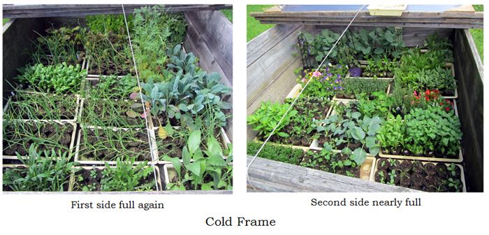 Cold frame nearly full collage text crop May 2025.jpg