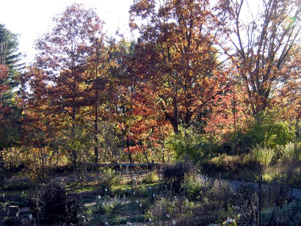 Color from front porch crop Oct 2025.jpg