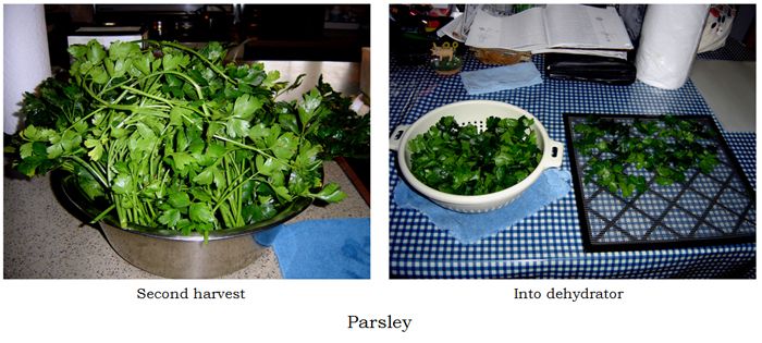 Parsley harvest collage2 text crop Oct 2025.jpg