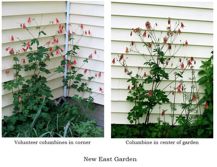 New East - columbine collage text crop May 2025.jpg