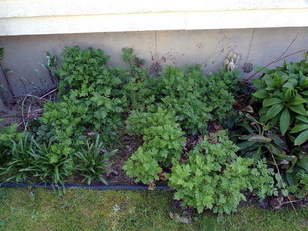 New North - feverfew crop April 2024.jpg