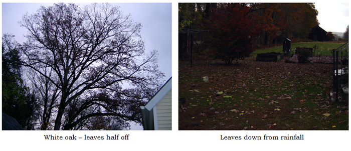 Backyard - leaves down from rain collage text crop Oct 2025.jpg