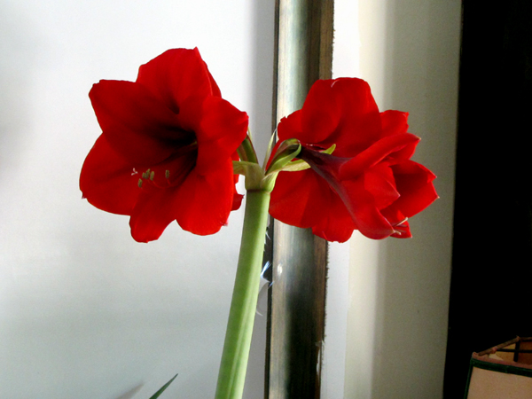 Big amaryllis- flowers crop July 2025.jpg