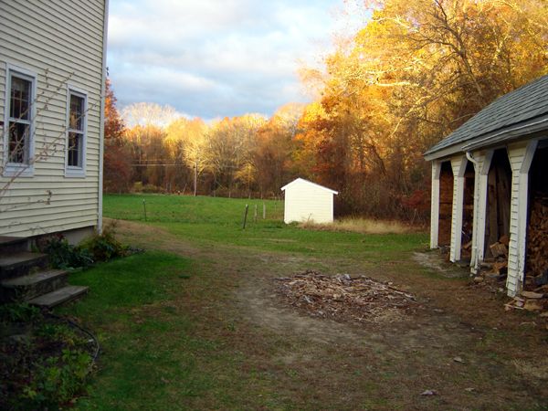 No leaves1 crop Nov 2025.jpg