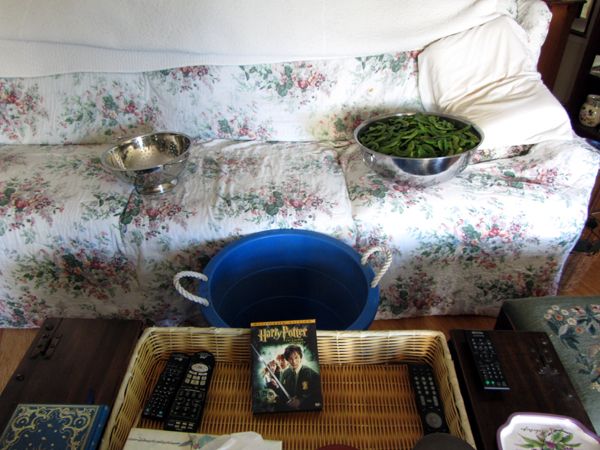 Set-up to do lima beans crop Sept 2025.jpg