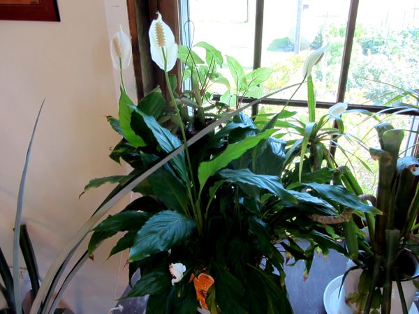 Peace lily - 5 flowers crop Sept 2025.jpg