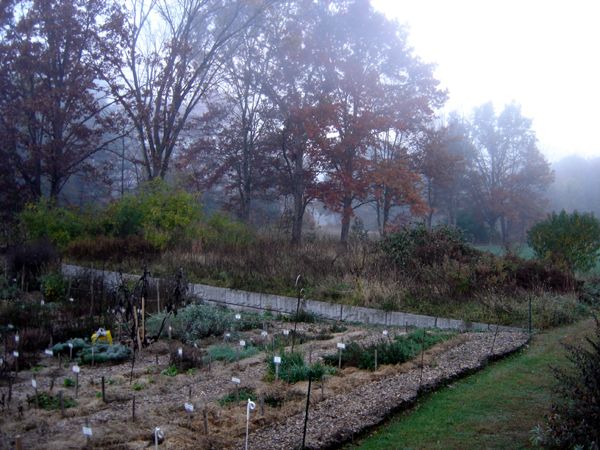 Cold foggy morning crop Oct 2025.jpg