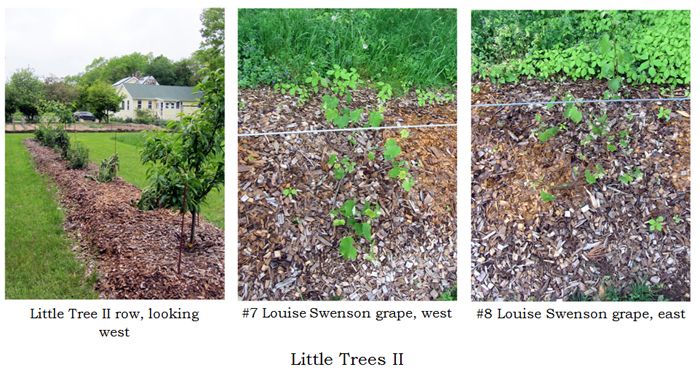 Little Trees II - collage2 text crop May 2025 .jpg